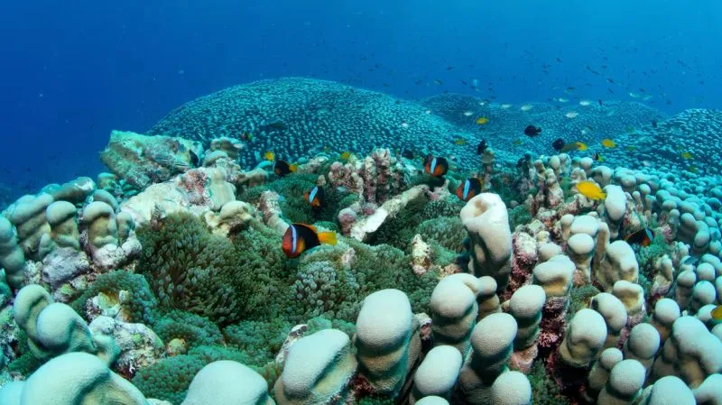 Largest Known Coral Colony Found on the Great Barrier Reef