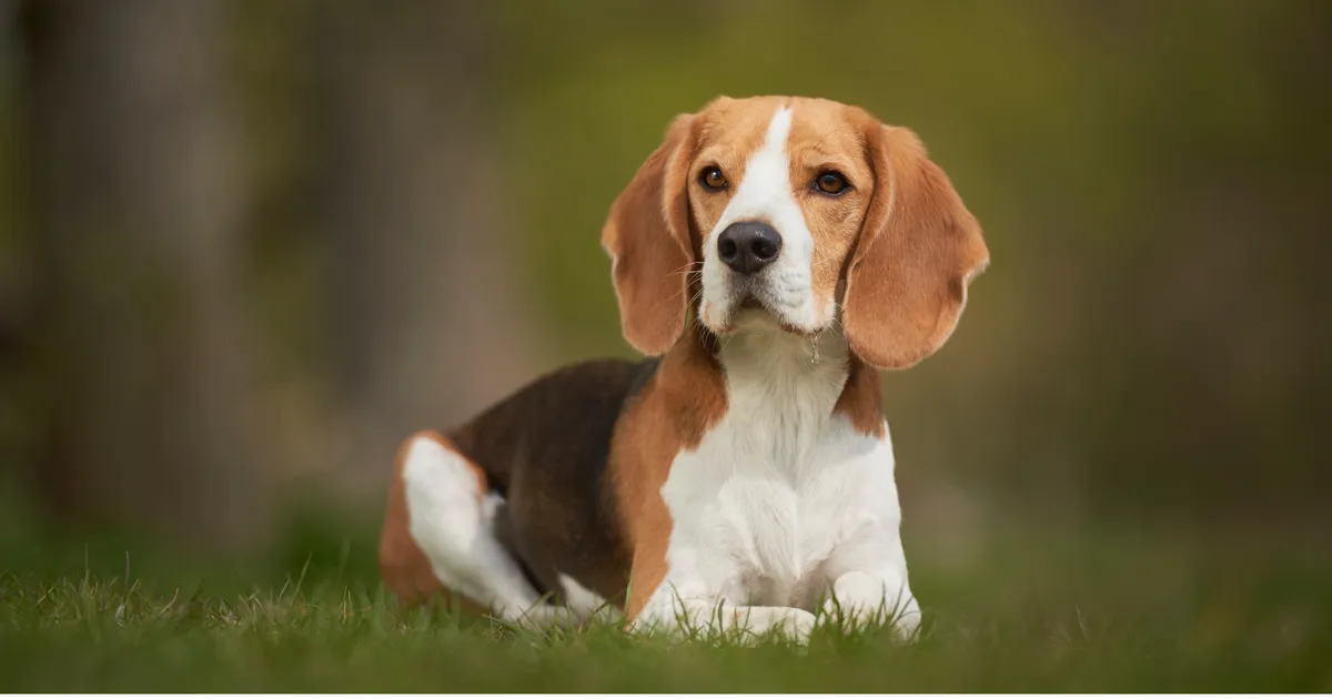 10 Dog Breeds That Form the Strongest Emotional Bonds With Their Humans