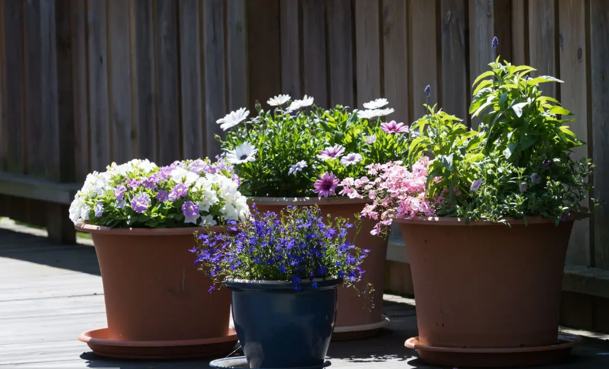 Flower Pots Are No Longer Fashionable: Here’s the New 2026 Trend