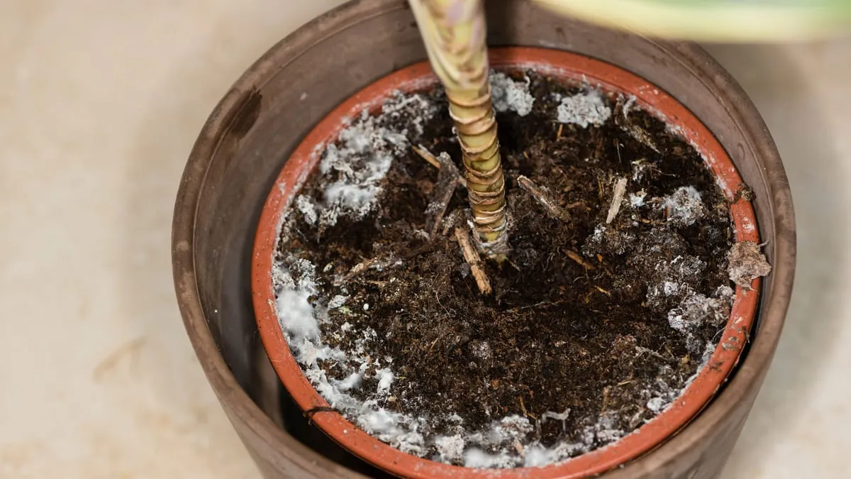 Potting Soil Mold: Get Rid of White Deposits and Fungus Gnats